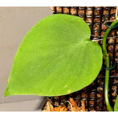 Philodendron sp. from Iquitos Peru [tanakay]
