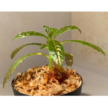 Nautilocalyx pemphidius