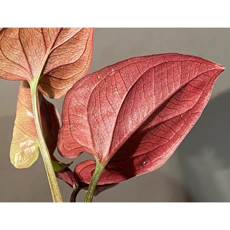 Syngonium sp. from Choco Colombia [tanakay]