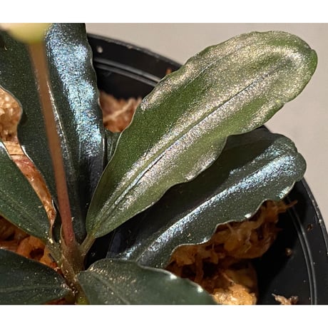 Bucephalandra sp. "Chocolata" [カミハタ便]