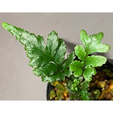 Bolbitis sp. from Siberut [LA]