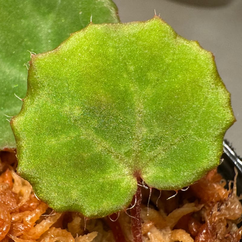 ひでぼの Begonia nahangensis ベゴニア　中サイズ4 Begonia Nahangensis from Na Hang [YH1117] TK |