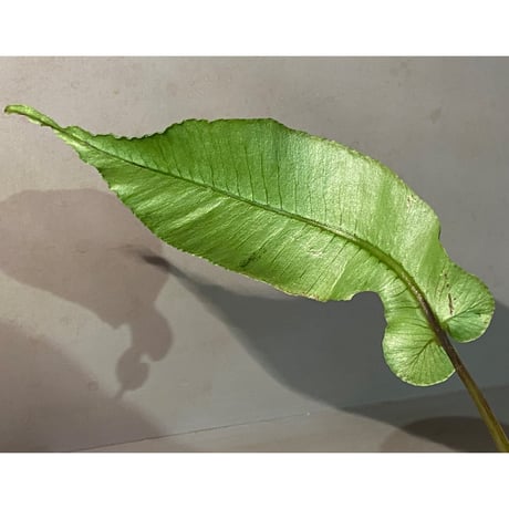 Diplazium cordifolium