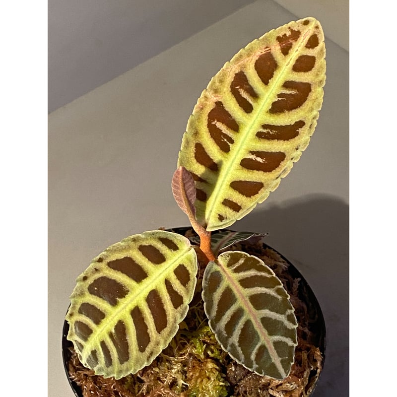 Emblemantha urnulata (Labisia sp.) from Riau su
