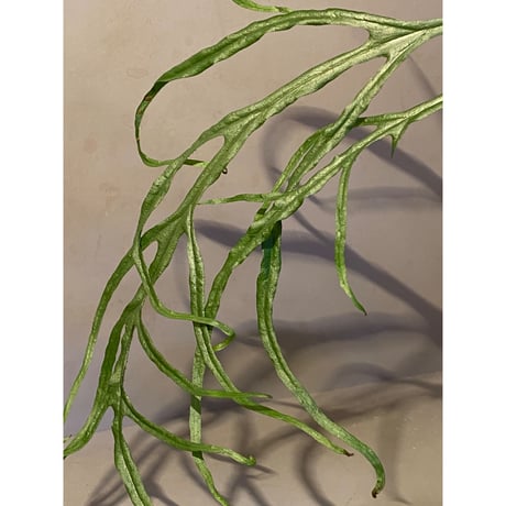 (大株) Microsorium sp. from Saripoi [LA0515-02]