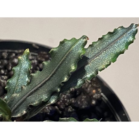 Bucephalandra sp. from "Mangat" [MF0417-2A]