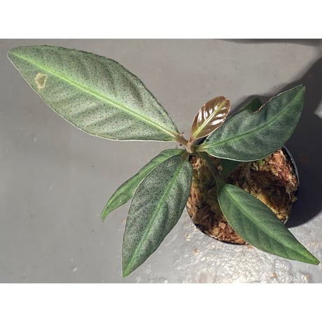Ardisia sp. "GN. Saran" Kayulapis Kalimantan barat [TB]