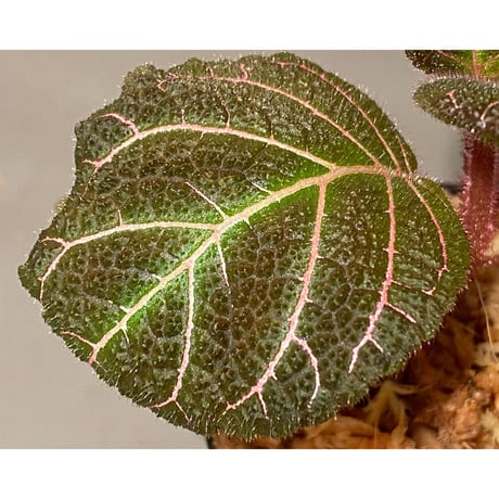 Pearcea hypocyrtiflora from Rio Napo Ecuador [tanakay] 赤葉脈