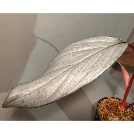 Homalomena sp. "Light Blue Silver" from Kepulauan Riau