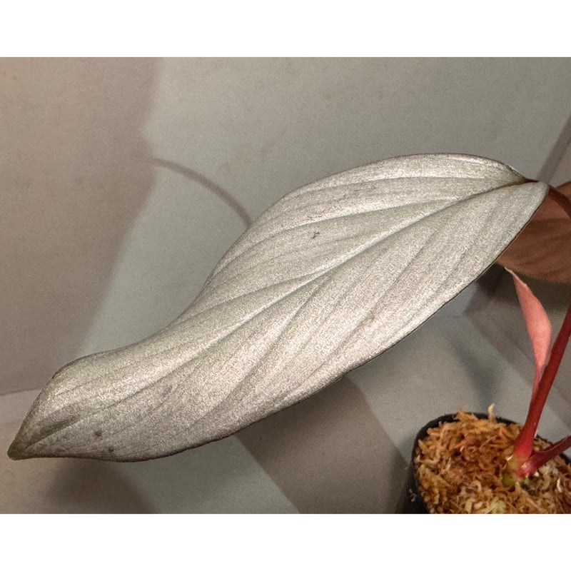 Homalomena sp. 