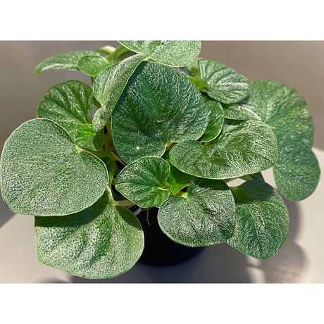 Peperomia sp. from Iquitos Peru [tanakay]