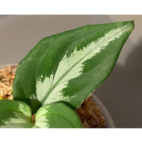 Aglaonema pictum GW1507 "メサイア" from Padang sidempuan [TB]