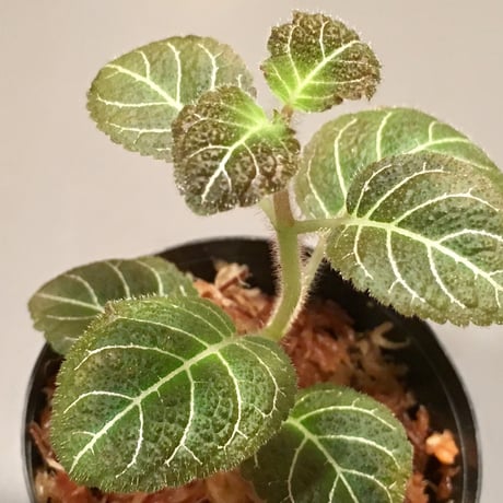 Pearcea hypocyrtiflora