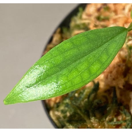 Philodendron sp. from Colombia [tanakay]