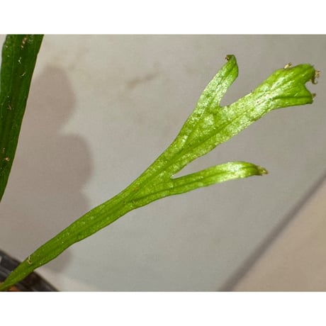 Microsorium sp. from Saripoi [LA0515-02]