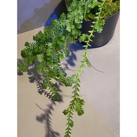 Selaginella sp. from Iquitos Peru [tanakay]