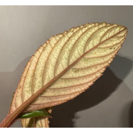 Acranthera sp. from Sekadau