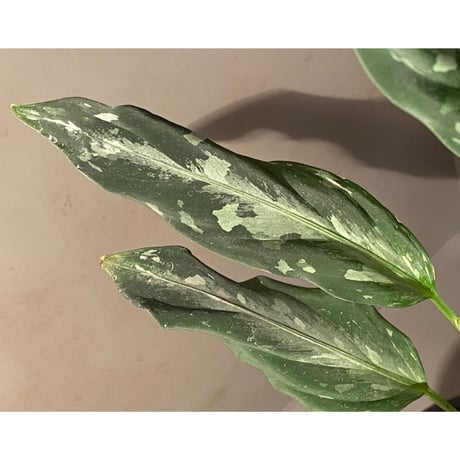 Aglaonema pictum A from Aceh sumatera [LA1115-03 i] ②