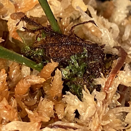 Elaphoglossum sp. from Iquitos Peru [tanakay]