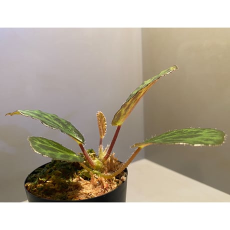 Begonia blancii