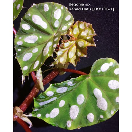 Begonia sp. from Rahad Datu [TK081116-1]