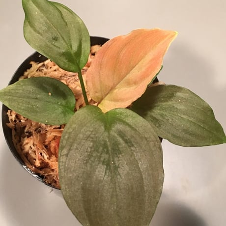Homalomena sp. from Lundu [TK231017]