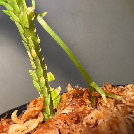 Selaginella sp. from Landak West Kalimantan