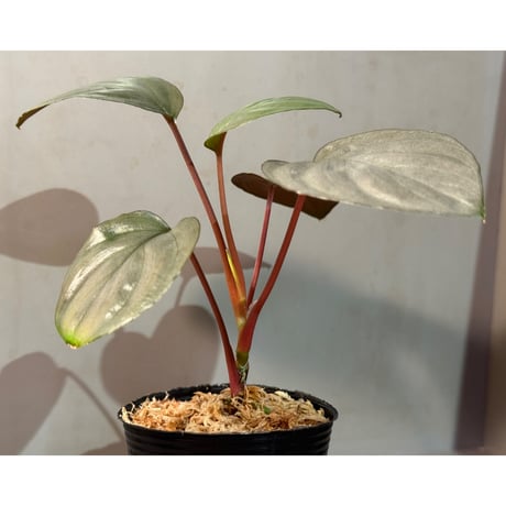 Homalomena sp. "Ultron Prime" from Riau Sumatera
