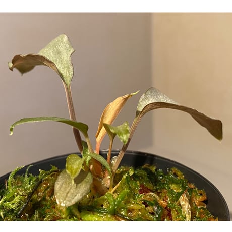 (3芽) Homalomena sp. "Shirogane" SRP from Pulau Lingga[HW1017-XX]
