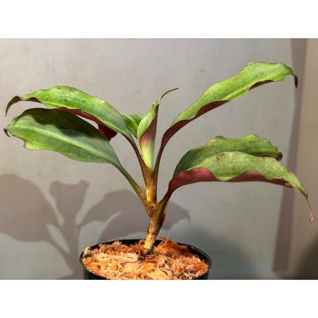 Dracaena sp. from Landak West Kalimantan