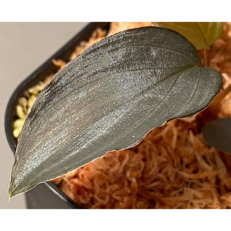 Homalomena sp."赤鉄鉱” from Kepulauan Riau [SGP import] KZT ②
