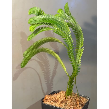 Selaginella sp. from Landak West Kalimantan