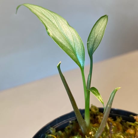 Homalomena sp. White leaf from "Pendang" Kal tengah [TB]