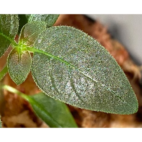 Ophiorrhiza sp. from Papua Barat[LA0319-01]