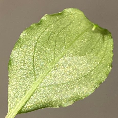 Schismatoglottis sp. from Bau Sarawak
