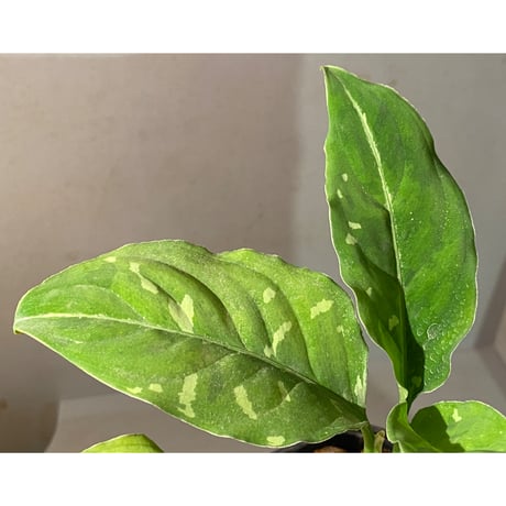 Aglaonema pictum GW1603 "五月雨" Padang sidempuan [TB]