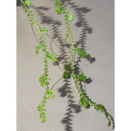 Selaginella sp. from Iquitos Peru [tanakay]