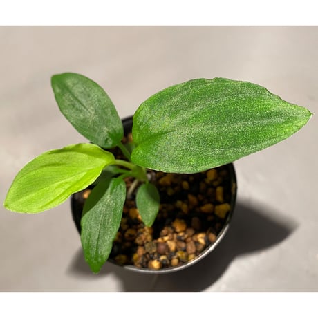 Homalomena sp. from Gunung Chamah [TK260316]