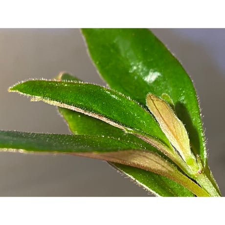Columnea cf. crassifolia from Colombia [LA0316-03-f1]