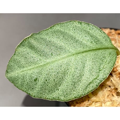 Ardisia sp. from Matang [TK160716]