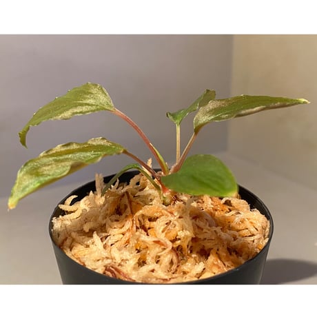Homalomena sp. from Cameron Highlands [TK140717]