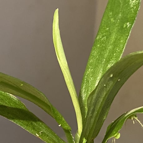Schismatoglottis sp. "初霜錦" from Murung raya [LA0515-05]
