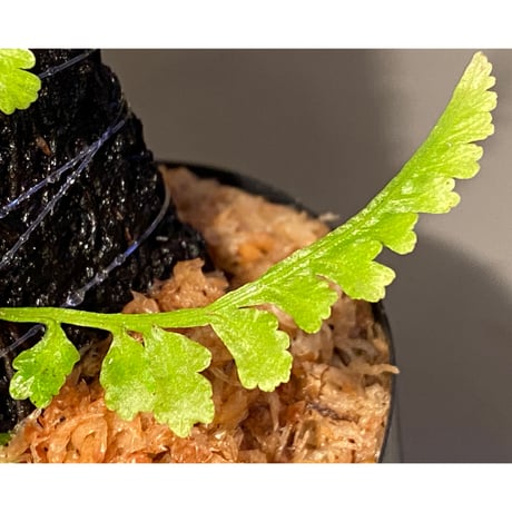 Teratophyllum aculeatum from Nanga pinoh [TB]