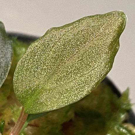 Homalomena sp. Red "Sabah-6" [R0515-03a]