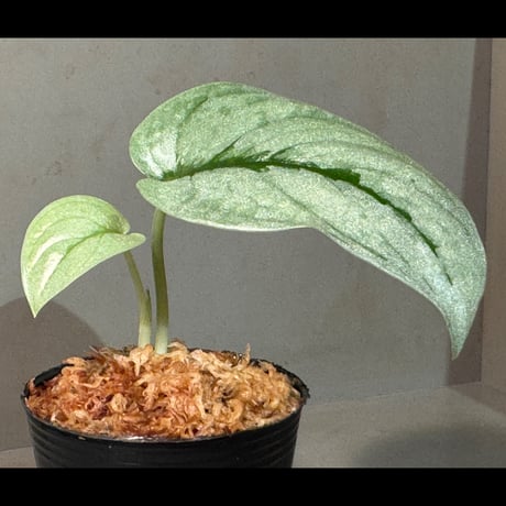 Scindapsus sp. from Tambunan Sabah Borneo