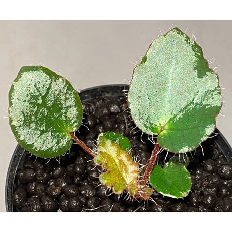 Begonia cf. ferox from Cao Bang [YH040519BK] TK
