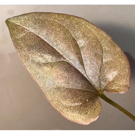Syngonium cf. erythrophyllum from Colombia [LA0316-02]