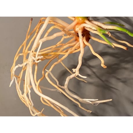 Aglaonema pictum from Tigalingga [GT1809-02]