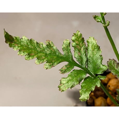 Bolbitis sp. from Siberut [LA] ②