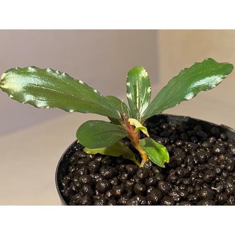 Bucephalandra sp. "Apple-Leaf" from Kota Baru Timur-1 [AZ0311-11]
